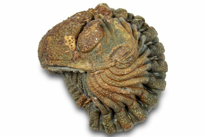 Wide Enrolled Morocops Trilobite - Morocco #323211